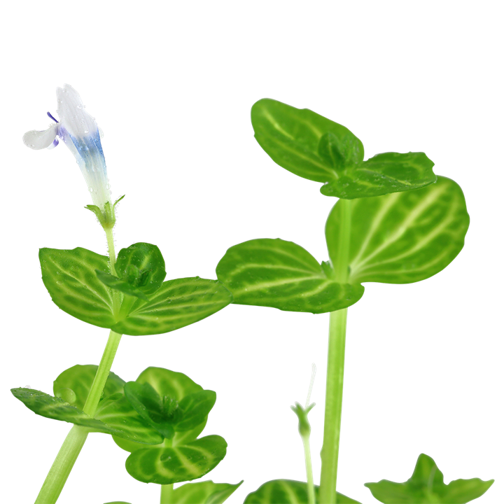 Tropica Lindernia rotundifolia – Topfpflanze