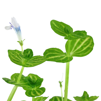 Tropica Lindernia rotundifolia – Topfpflanze