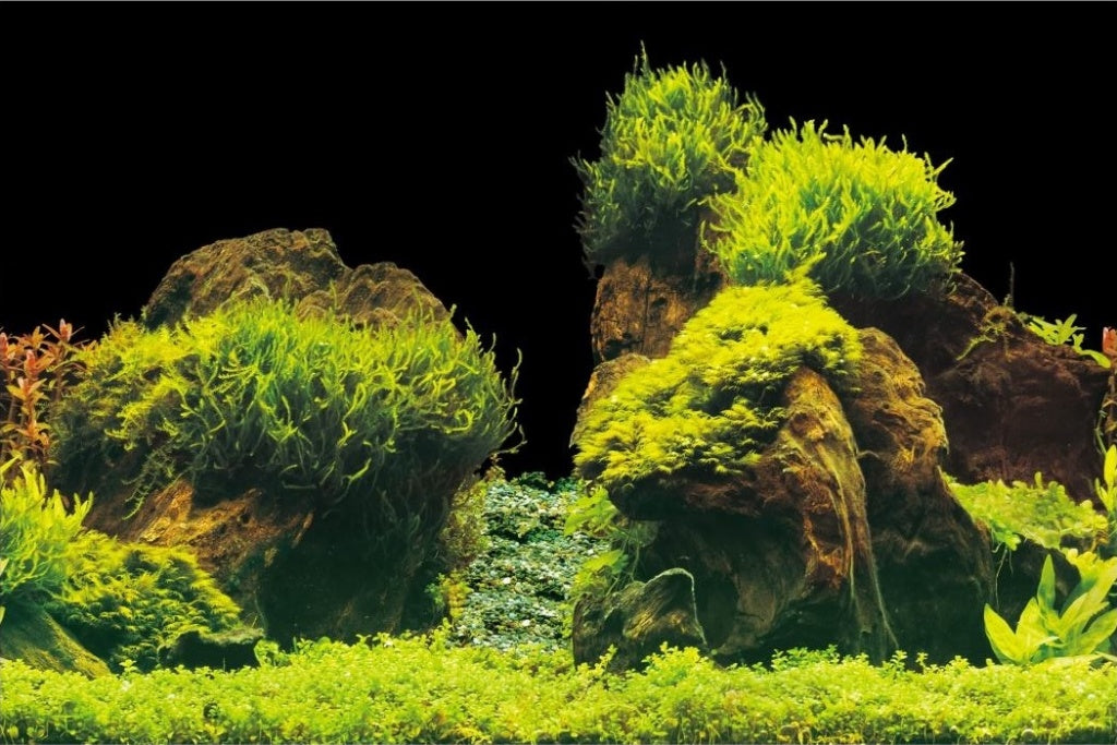 Aquanova poster back wall Rock / Plants 60x30cm