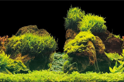 Aquanova poster back wall Rock / Plants 60x30cm