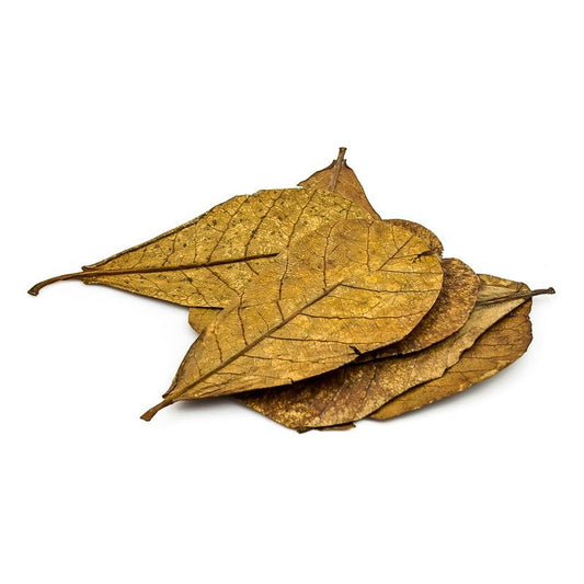 Seemandelbaumblätter, Catappa Leaves,  Nano 10-15cm Terboven Aquaristik