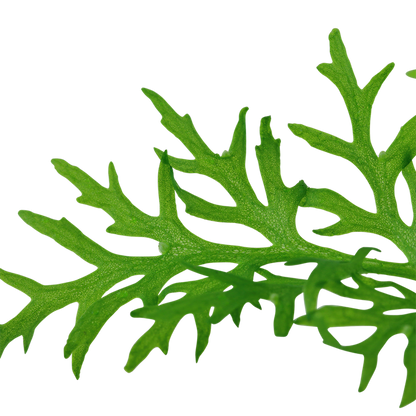 Tropica Ceratopteris thalictroides - Topf – weitere Ansicht