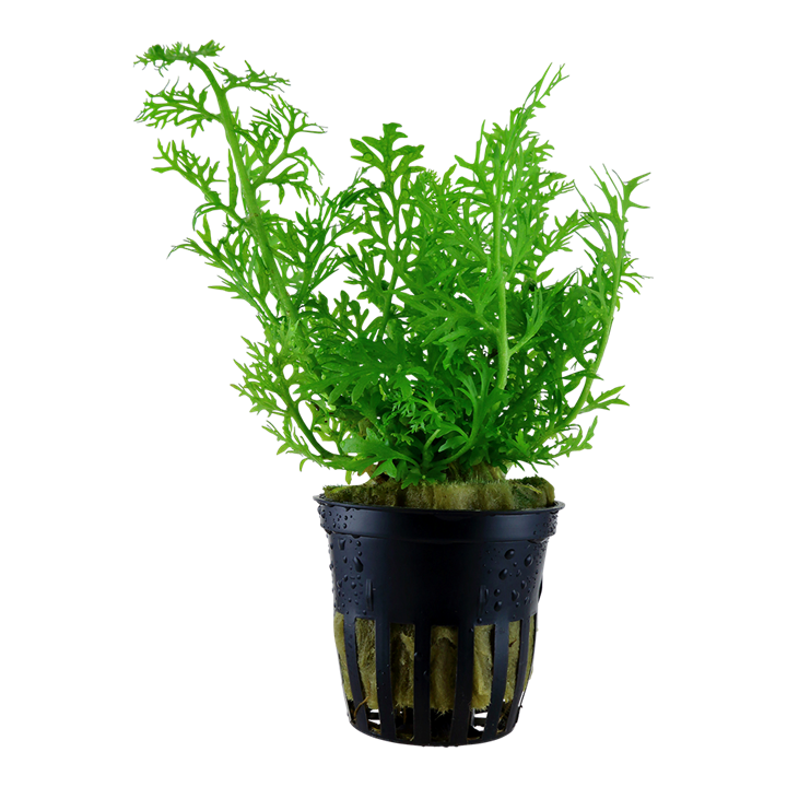Tropica Ceratopteris thalictroides - Topf – Topfpflanze