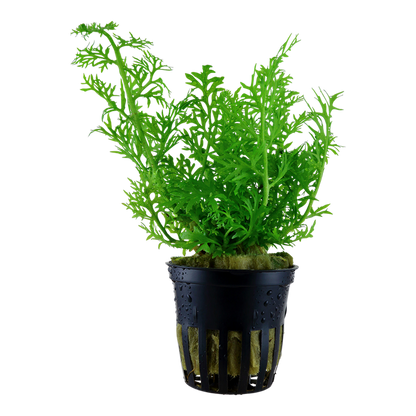 Tropica Ceratopteris thalictroides - Topf – Topfpflanze
