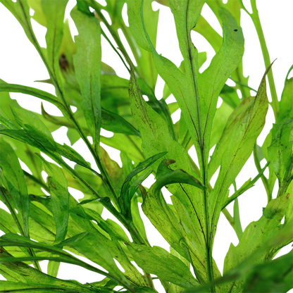 Tropica Bolbitis heudelotii - Topf – weitere Ansicht