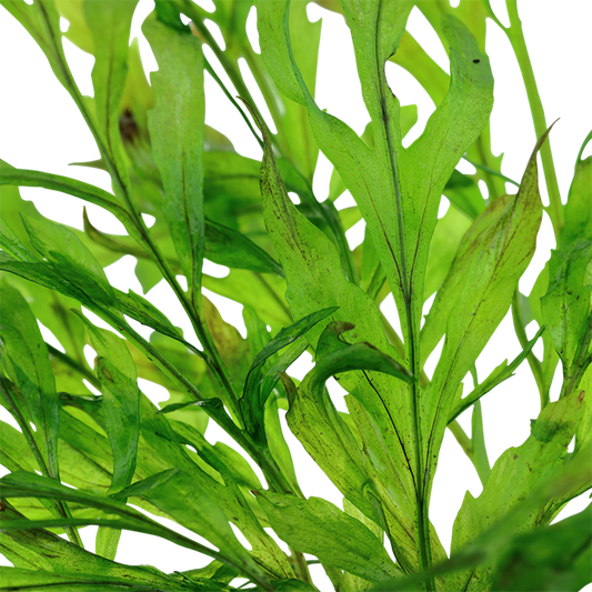 Tropica Bolbitis heudelotii - Topf – weitere Ansicht