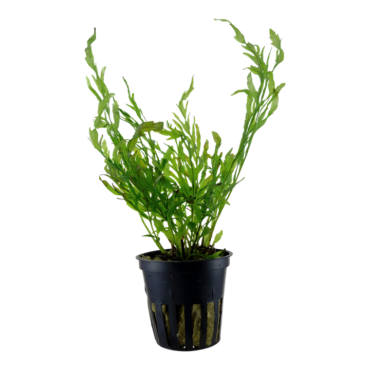 Tropica Bolbitis heudelotii - Topf – Topfpflanze