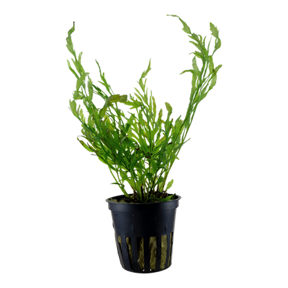 Tropica Bolbitis heudelotii - Topf – Topfpflanze