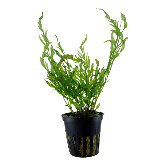 Tropica Bolbitis heudelotii - Topf – Topfpflanze