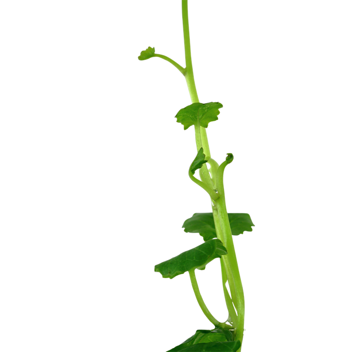 Tropica Cardamine lyrata - Topf – weitere Ansicht