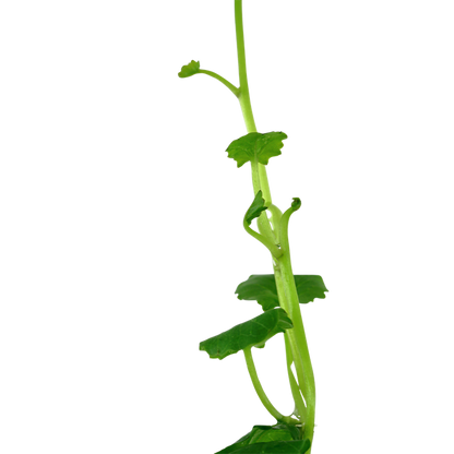 Tropica Cardamine lyrata - Topf – weitere Ansicht