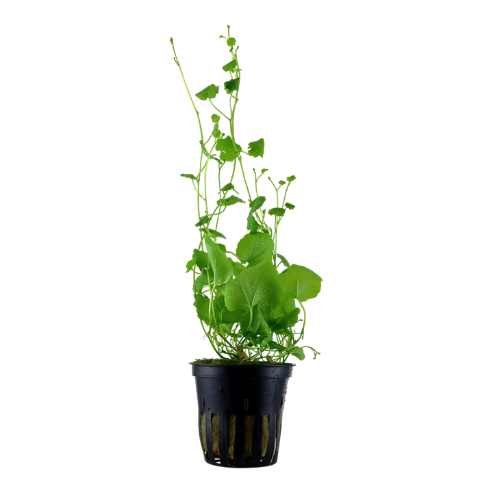 Tropica Cardamine lyrata - Topf – Topfpflanze