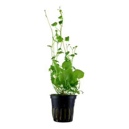 Tropica Cardamine lyrata - Topf – Topfpflanze