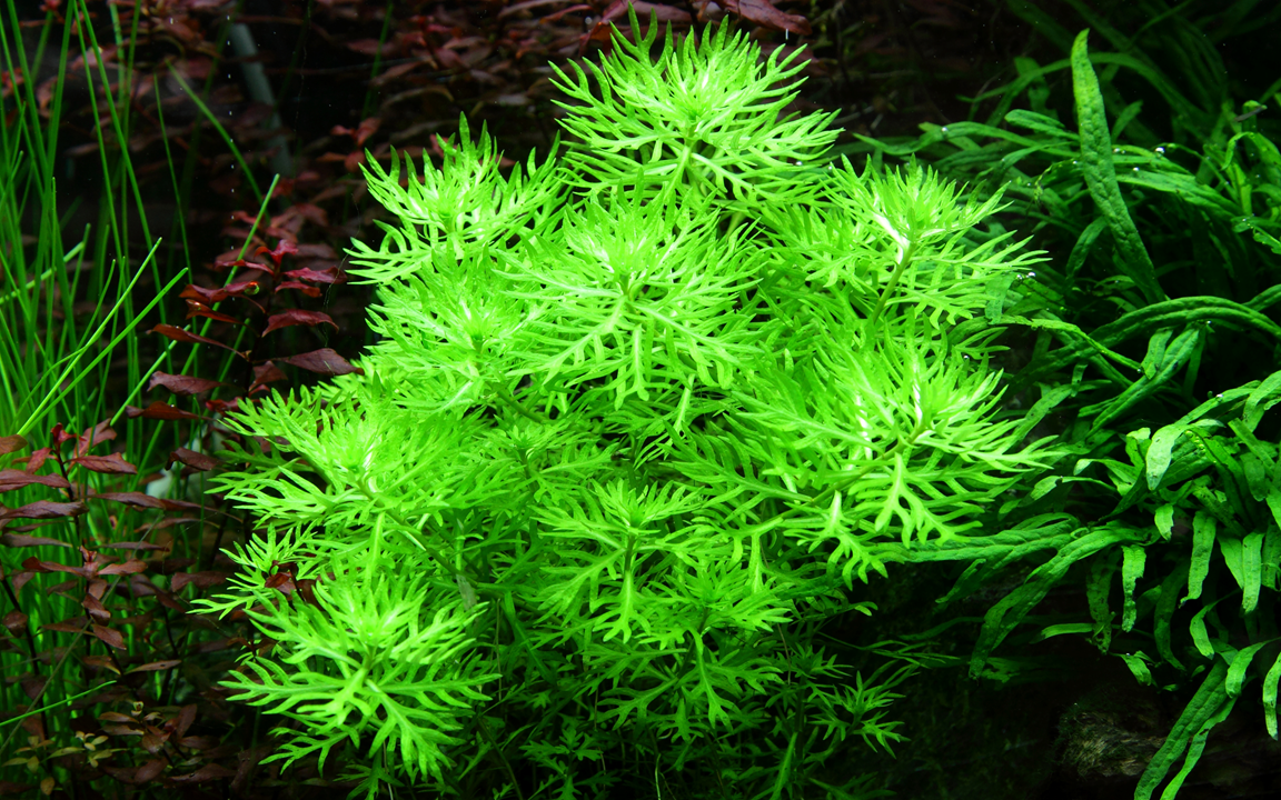 Tropica Hottonia palustris - Topf – weitere Ansicht