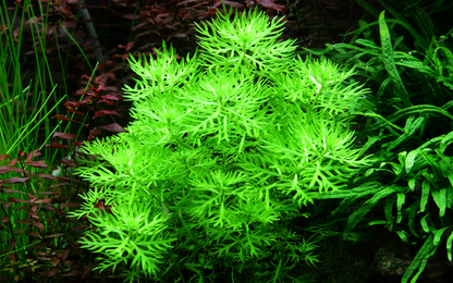 Tropica Hottonia palustris - Topf – weitere Ansicht