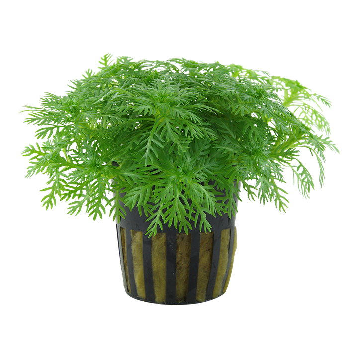 Tropica Hottonia palustris - Topf – Topfpflanze