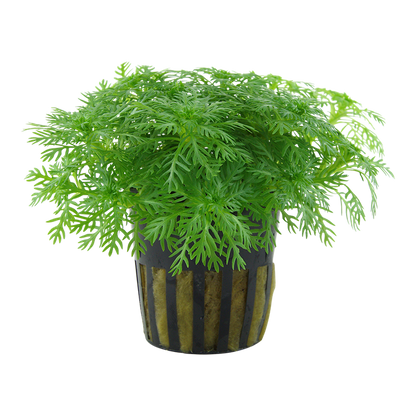 Tropica Hottonia palustris - Topf – Topfpflanze