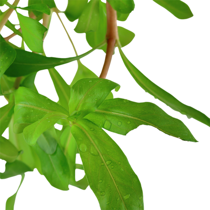 Tropica Ammannia crassicaulis – Detailansicht