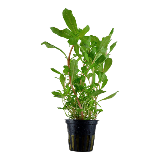 Tropica Ammannia crassicaulis im Topf