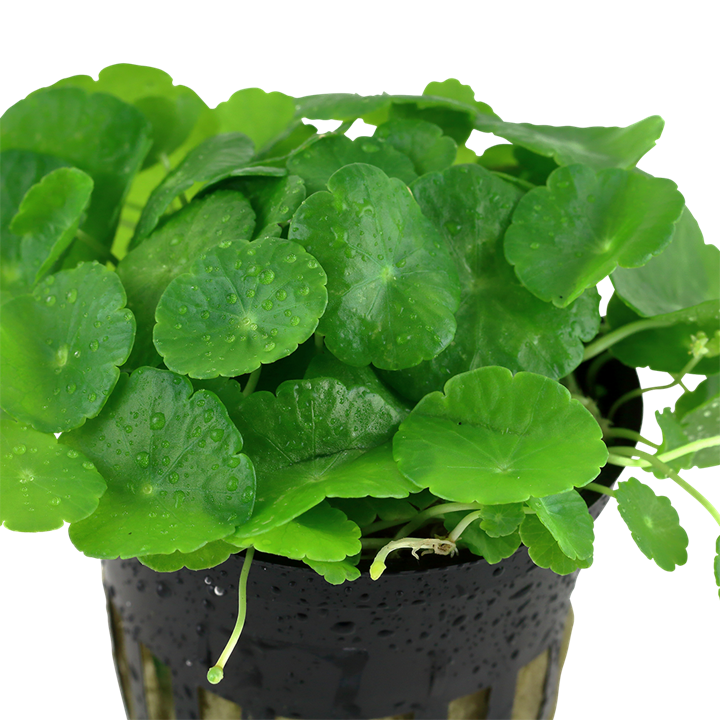 Tropica Hydrocotyle verticillata - Topf – weitere Ansicht