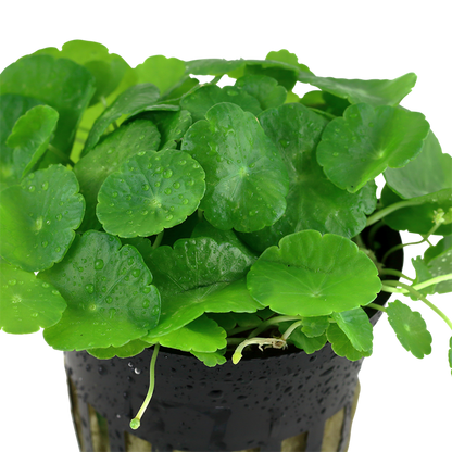 Tropica Hydrocotyle verticillata - Topf – weitere Ansicht