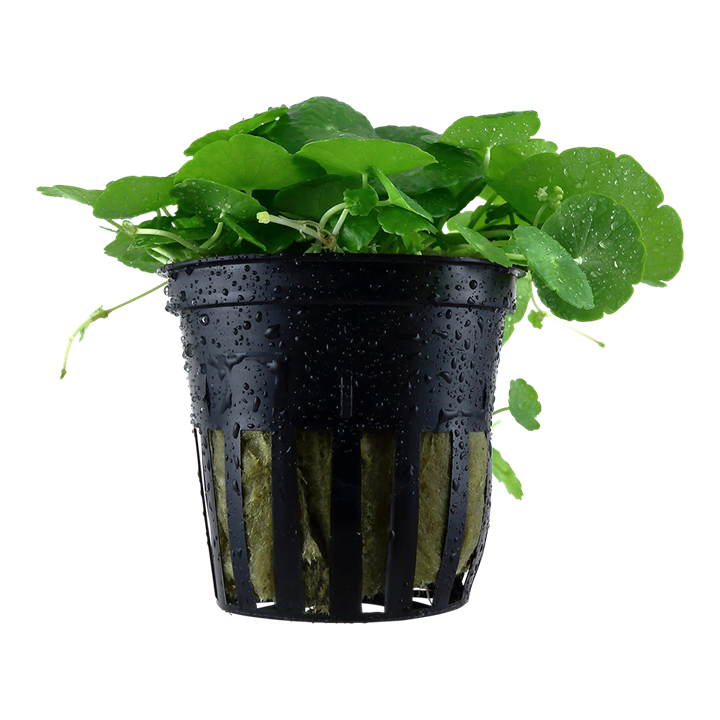 Tropica Hydrocotyle verticillata - Topf – Topfpflanze