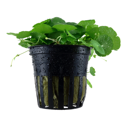 Tropica Hydrocotyle verticillata - Topf – Topfpflanze