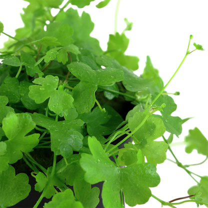 Tropica Hydrocotyle tripartita - Topf – weitere Ansicht