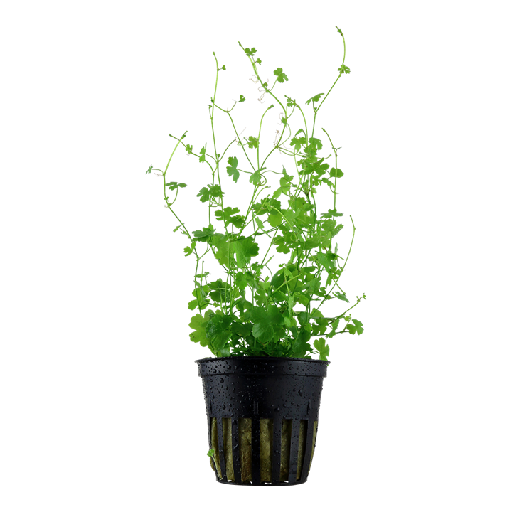 Tropica Hydrocotyle tripartita - Topf – Topfpflanze