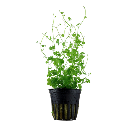 Tropica Hydrocotyle tripartita - Topf – Topfpflanze