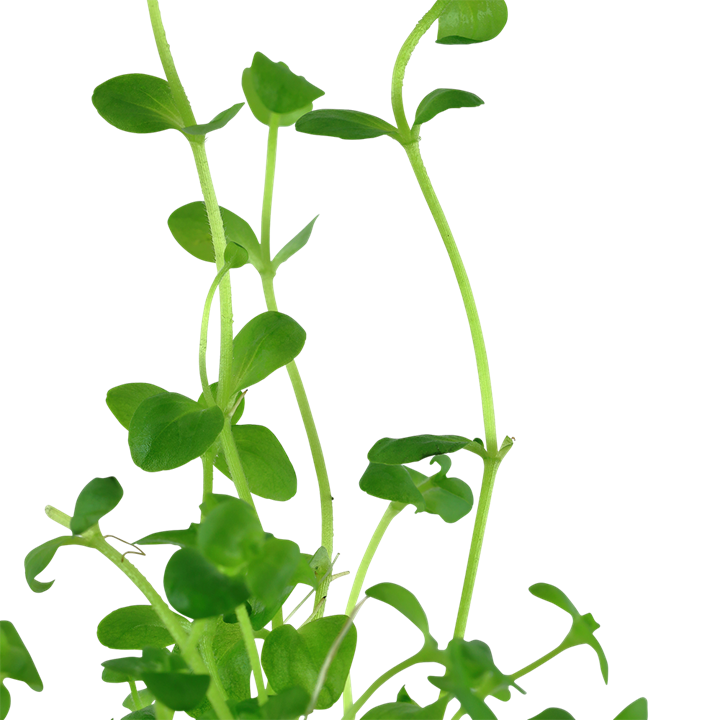 Tropica Bacopa australis - Topf – weitere Ansicht