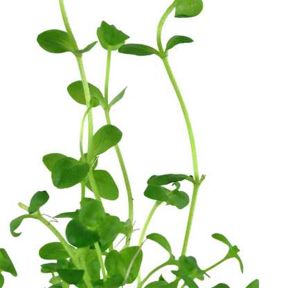 Tropica Bacopa australis - Topf – weitere Ansicht