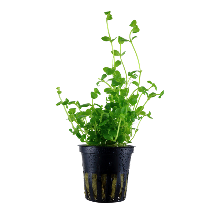 Tropica Bacopa australis - Topf – Topfpflanze