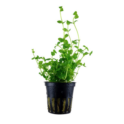 Tropica Bacopa australis - Topf – Topfpflanze