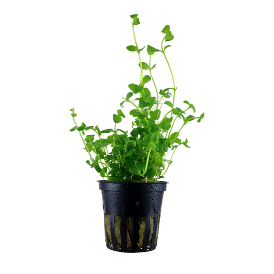 Tropica Bacopa australis - Topf – Topfpflanze