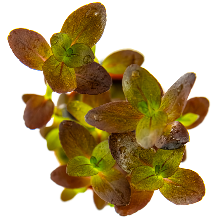 Tropica Bacopa salzmannii "Purple" - Topf – weitere Ansicht