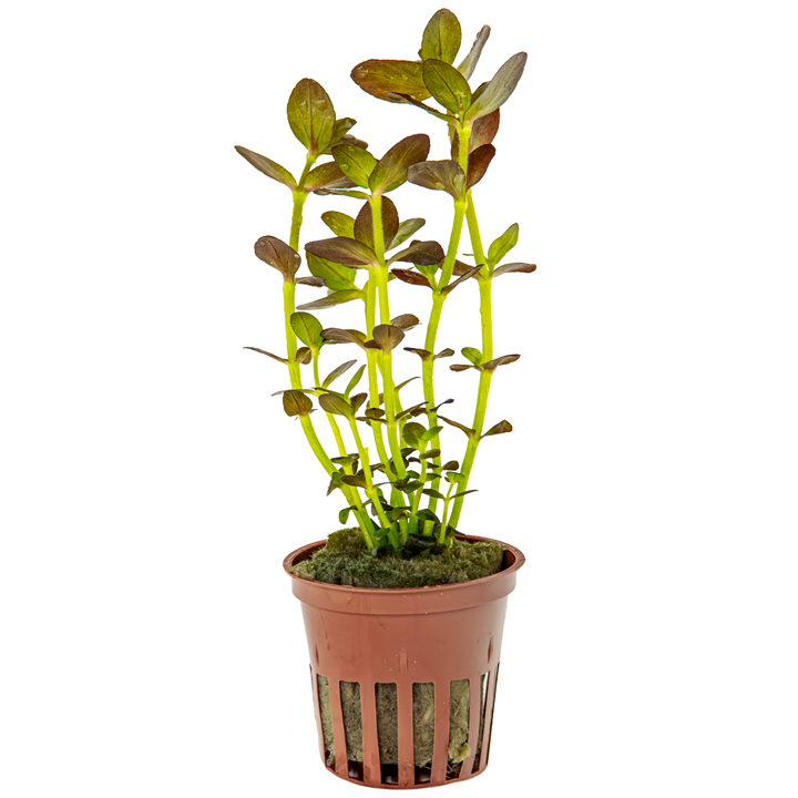 Tropica Bacopa salzmannii "Purple" - Topf – Topfpflanze