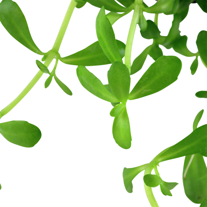 Tropica Bacopa monnieri 'Compact' - Topf – weitere Ansicht