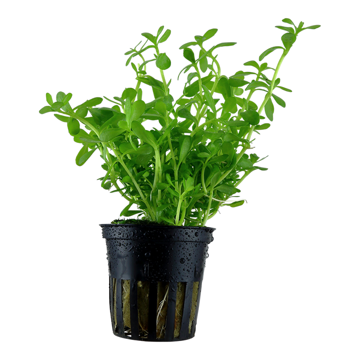 Tropica Bacopa monnieri 'Compact' - Topf – Topfpflanze