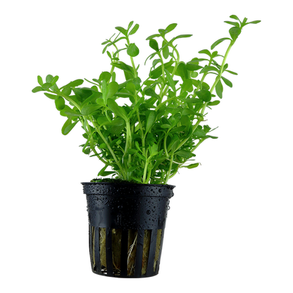 Tropica Bacopa monnieri 'Compact' - Topf – Topfpflanze