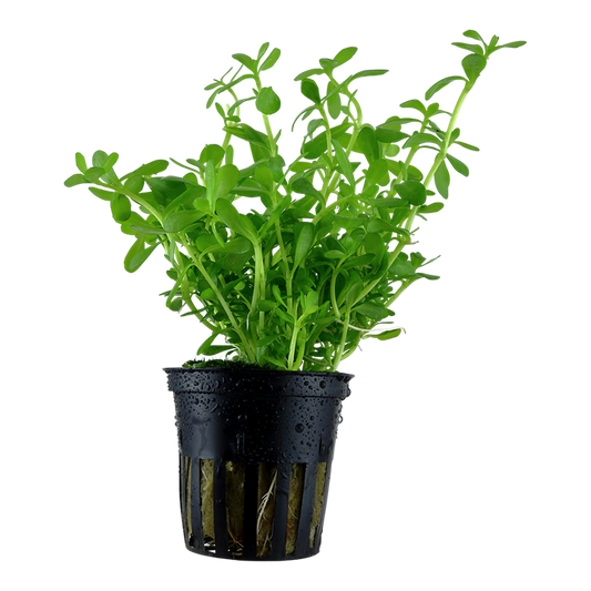 Tropica Bacopa monnieri 'Compact' - Topf – Topfpflanze