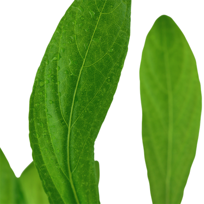 Tropica Hygrophila costata - Topf – weitere Ansicht