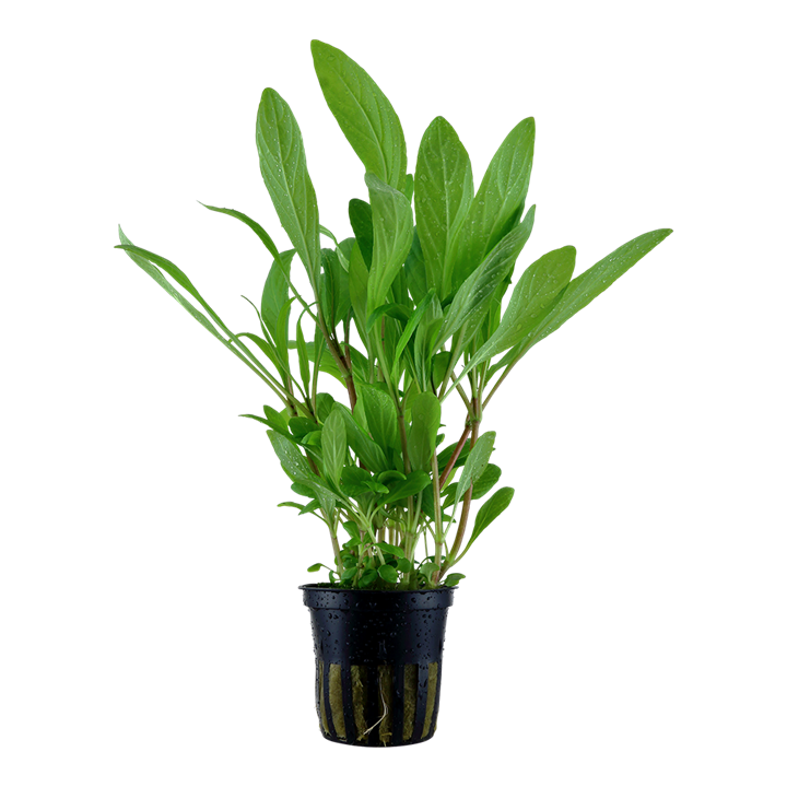 Tropica Hygrophila costata - Topf – Topfpflanze