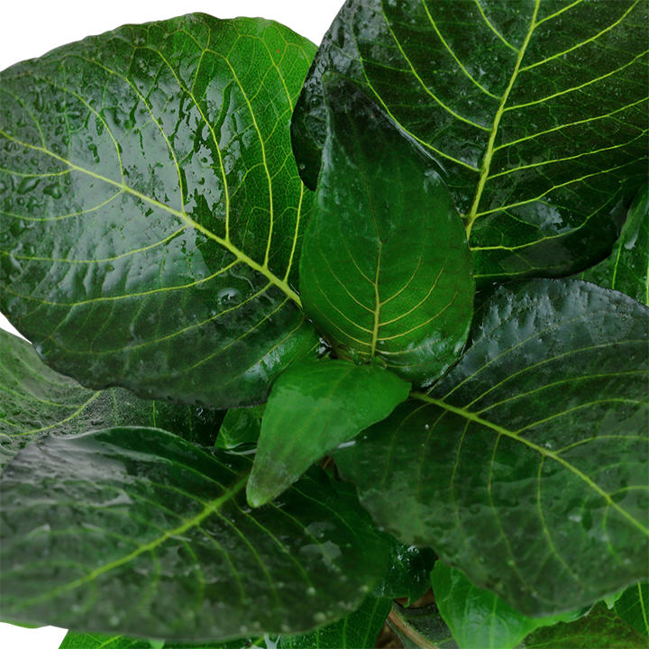 Tropica Hygrophila corymbosa 'Compact' – Topfpflanze – weitere Ansicht