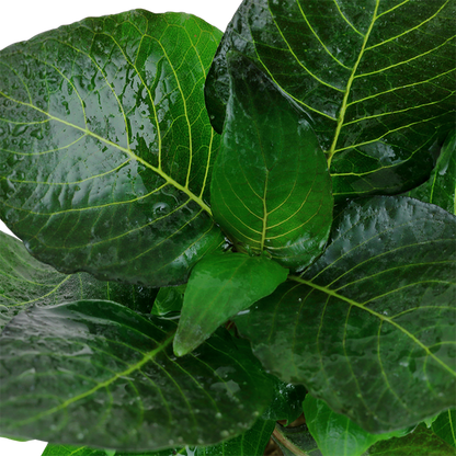 Tropica Hygrophila corymbosa 'Compact' – Topfpflanze – weitere Ansicht