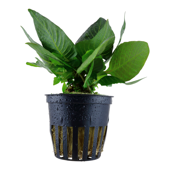 Tropica Hygrophila corymbosa 'Compact' – Topfpflanze