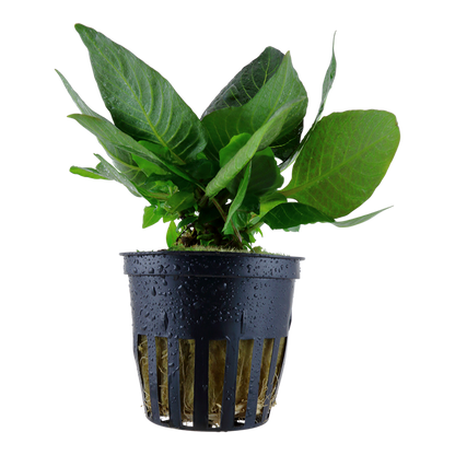 Tropica Hygrophila corymbosa 'Compact' – Topfpflanze