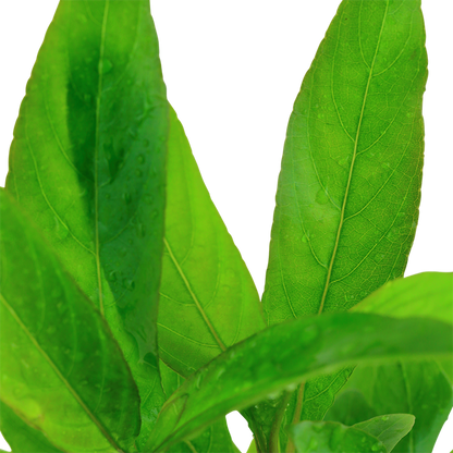 Tropica Hygrophila corymbosa "Stricta" ("Angustifolia Rubra") - Topf – weitere Ansicht