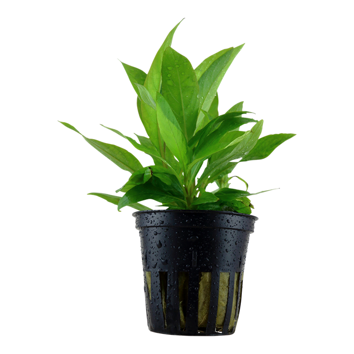 Tropica Hygrophila corymbosa "Stricta" ("Angustifolia Rubra") - Topf – Topfpflanze