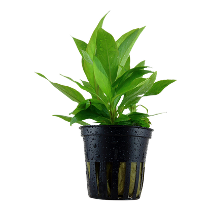 Tropica Hygrophila corymbosa "Stricta" ("Angustifolia Rubra") - Topf – Topfpflanze